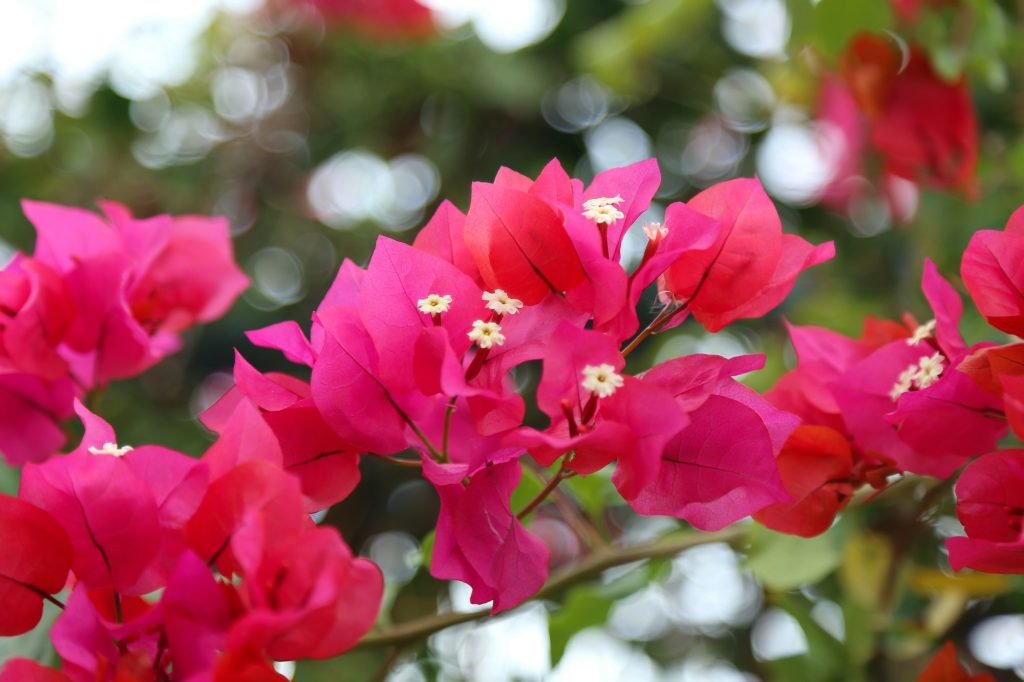 Beautiful bright flowers of bougainvillea